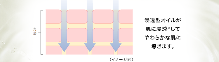 浸透型オイルが肌に浸透※してやわらかな肌に導きます